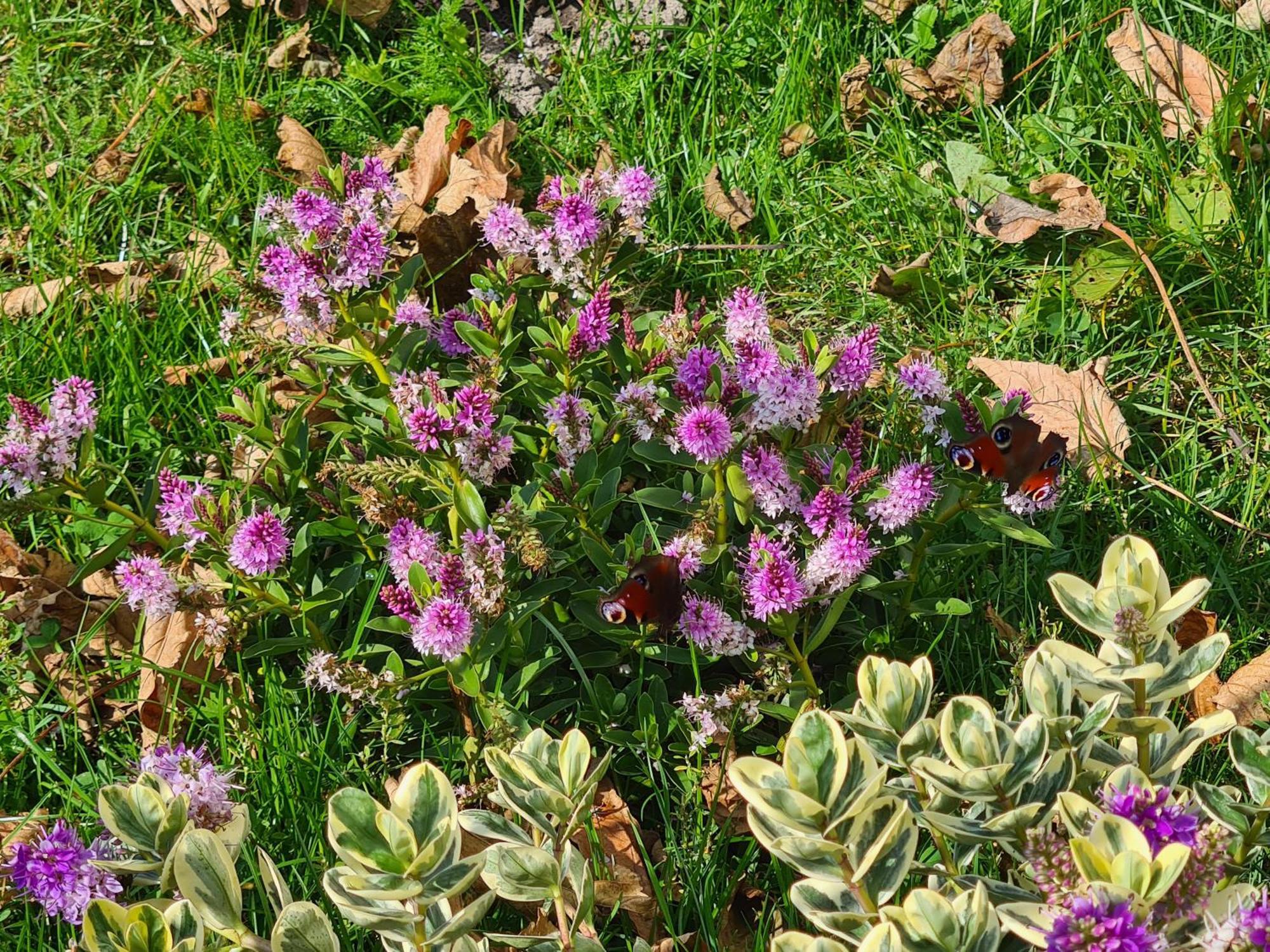 Chalet 'Como La Flor' Julianadorp Flowerfields Overview! Eksteriør billede